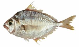 Decorated ponyfish - Chanda (চান্দা) - Nuchequula gerreoides - Type: Bonyfish