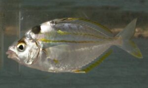 Spotnape ponyfish - Not known - Nuchequula nuchalis - Type: Bonyfish