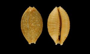 Nucleus cowrie, Kernal cowrie, Nut cowrie, Hard rusted cowrie - Kata koyre (কাঁটা কড়ি) - Nucleolaria nucleus - Type: Sea_snails