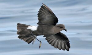 Wilson’s Storm Petrel - Not Known - Oceanites oceanicus - Type: Marine_birds