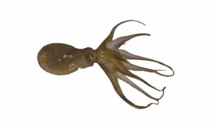 Devilfish, Grey octopus - Octopus (অক্টোপাস) - Octopus vulgaris - Type: Octopus