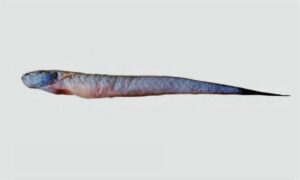 Rubicusdus eel goby - Raja ceuya (রাজা চেউয়া), Sap baila (সাপ বাইল্যা), Lal chewa (লাল চেওয়া) - Odontamblyopus rubicundus - Type: Bonyfish