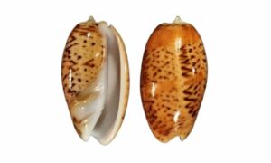 Swollen olive, inflated olive - Bukchira (বুকচিরা), Kola shamuk (কলা শামুক) - Oliva bulbosa - Type: Sea_snails