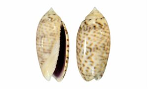 Purplemouth olive - Bukchira (বুকচিরা), Kola shamuk (কলা শামুক) - Oliva caerulea - Type: Sea_snails