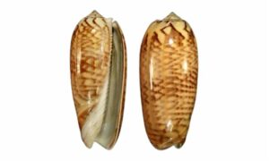 Hirases olive - Kola koyre (কলা করি) - Oliva hirasei - Type: Sea_snails