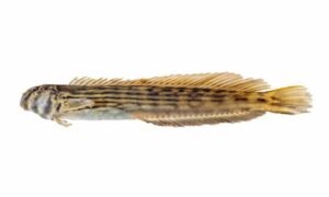 Muzzled blenny - Rani chiruni mach (রাণী চিরুনী মাছ) - Omobranchus punctatus - Type: Bonyfish