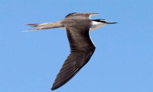 Bridled Tern - Not Known - Onychoprion anaethetus - Type: Marine_birds
