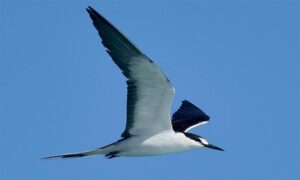 Sooty Tern - Not Known - Onychoprion fuscatus - Type: Marine_birds