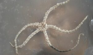 - Not Known - Ophiocnemis marmorata - Type: Sea_star