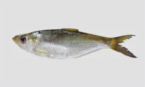 Tardoore, long-finned Herring - Faisya (ফাইস্যা) - Opisthopterus tardoore - Type: Bonyfish