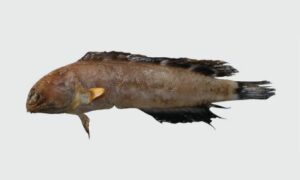 Rosenberg's jawfish - Not known - Opistognathus rosenbergii - Type: Bonyfish