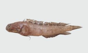 Variable jawfish - Not known - Opistognathus variabilis - Type: Bonyfish