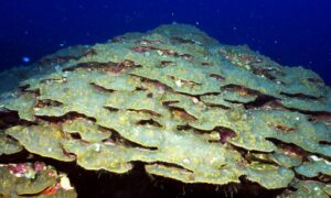 Boulder star coral - Not Known. - Orbicella franksi - Type: Hardcorals