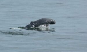 Irrawaddy dolphin - Iraboti dolphin (ইরাবতি ডলফিন) - Orcaella brevirostris - Type: Dolphins