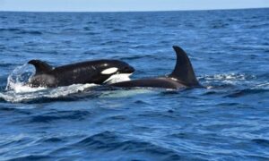 Killer Whale - Not Known - Orcinus orca - Type: Whales
