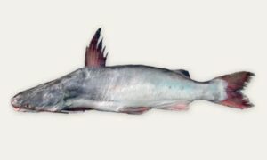 Soldier catfish - Kelaguijja (কেলাগুইজ্জা), Kolaboti (কলাবতি) - Osteogeneiosus militaris - Type: Bonyfish
