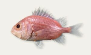 Spinesnout soldierfish - Borokata soinik mach (বড়কাঁটা সৈনিক মাছ) - Ostichthys acanthorhinus - Type: Bonyfish