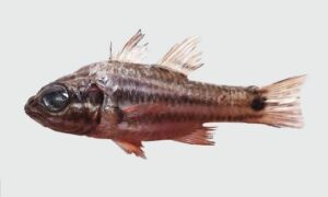 Pinstripe cardinalfish, Cook's cardinalfish - Dora Cardinal Mach (ডোরা কার্ডিনাল মাছ), Duiddya (দুইদ্দ্যা) - Ostorhinchus cookii - Type: Bonyfish