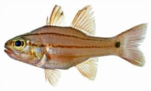 Doederlein's cardinalfish - Sundhori cardinal mach (সুন্দরী কার্ডিনাল মাছ) - Ostorhinchus doederleini - Type: Bonyfish