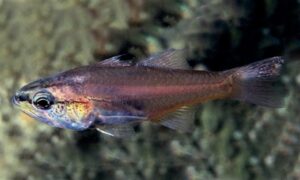 Gular cardinalfish - Duiddya (দুইদ্দ্যা) - Ostorhinchus gularis - Type: Bonyfish