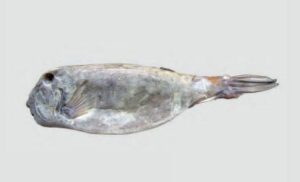 Yellow box fish, Yellow trunk fish - Bakshaw machh ( বাক্স মাছ) - Ostracion cubicum - Type: Bonyfish