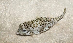 Shortnose boxfish - Bakshaw machh ( বাক্স মাছ) - Ostracion nasus - Type: Bonyfish