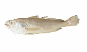 Lesser tiger toothed croaker - Poa (পোয়া) - Otolithes cuvieri - Type: Bonyfish
