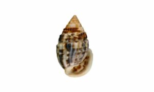 Cat's ear otopleura - - Otopleura auriscati - Type: Sea_snails