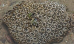 Zebra coral - Not Known. - Oulastrea crispata - Type: Hardcorals