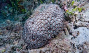 Not known - Not Known. - Oulophyllia bennettae - Type: Hardcorals