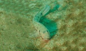 Frogface goby - ব্যাঙ মুখো বাইল্যা (Bayang mukho baila) - Oxyurichthys papuensis - Type: Bonyfish