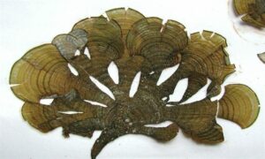 Not Known - Not Known - Padina antillarum - Type: Seaweeds