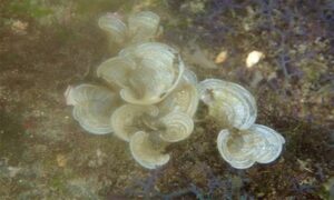 Fan-leaf seaweed - Not Known - Padina australis - Type: Seaweeds