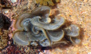 Ear-like seaweed - Not Known - Padina boryana - Type: Seaweeds