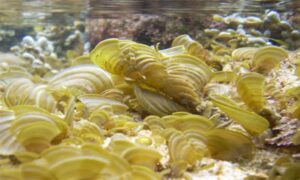 Not Known - Not Known - Padina fraseri - Type: Seaweeds