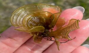 Mermaid-fan seaweed - Not Known - Padina gymnospora - Type: Seaweeds