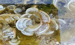 Peacock's tail - Not Known - Padina pavonica - Type: Seaweeds