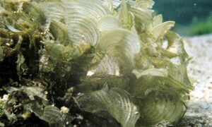 Not Known - Not Known - Padina tetrastromatica - Type: Seaweeds