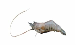 Roshma prawn - Gara icha (গারা ইচা), gura chingri (গুড়া চিংড়ি) - Palaemon styliferus - Type: Shrimp