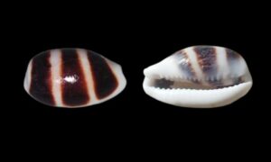 Asellus cowrie, Little donkey cowrie - Zebra koyre (জেব্রা কড়ি) - Palmadusta asellus - Type: Sea_snails