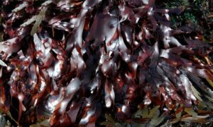 Water leaf, Sheep dulse - Not Known - Palmaria palmata - Type: Seaweeds