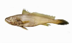 Hooghly croaker - Choto lombu poa (ছোট লম্বু পোয়া) - Panna heterolepis - Type: Bonyfish