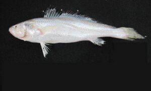Panna croaker - Lal poa (লাল পোয়া), Chotta lambu (ছোট্টা লম্বু), Sada poa (সাদা পোয়া) - Panna microdon - Type: Bonyfish
