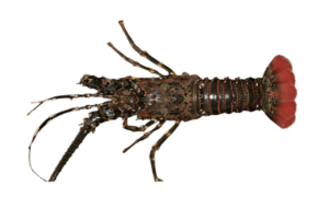 Scalloped spiny lobster - Lobster (লোবস্টার) - Panulirus homarus - Type: Lobster