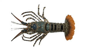 Ornate spiny lobster, ornate crayfish - Chhua Ichha ( ছুয়া ইচা) - Panulirus ornatus - Type: Lobster