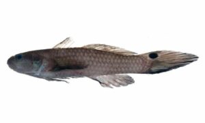 Taileyed goby - Fotalej baila (ফোঁটালেজ বাইলা) - Parachaeturichthys polynema - Type: Bonyfish