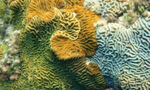 Lesser star coral - Not Known. - Paragoniastrea australensis - Type: Hardcorals
