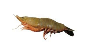 Coromandel shrimp - Chama chingri (ছামা চিংড়ি), Baga chingri (বাগা চিংড়ি), Godda (গোড্ডা) - Parapenaeopsis coromandelica - Type: Shrimp