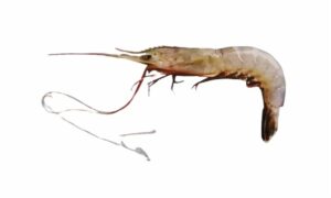 Kiddi shrimp - Ruda chingri(রুডা চিংড়ি), Godda chingri ( গোড্ডা চিংড়ি) - Parapenaeopsis stylifera - Type: Shrimp