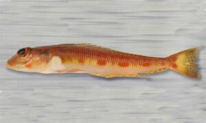 Whitespot sandsmelt - Sadafota baila mach (সাদাফোঁটা বাইলা মাছ) - Parapercis alboguttata - Type: Bonyfish